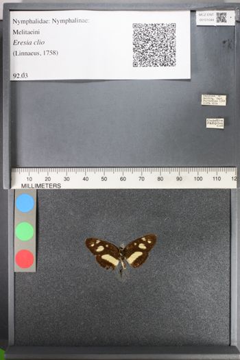 Media type: image;   Entomology 101044